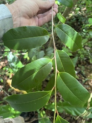 Chrysophyllum pauciflorum