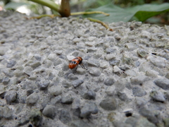 Coptocephala pallens