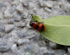 Coptocephala pallens