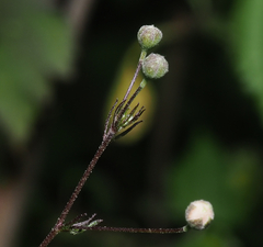 Sidastrum tehuacanum