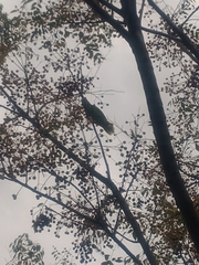 Amazona autumnalis