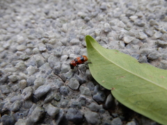 Coptocephala pallens