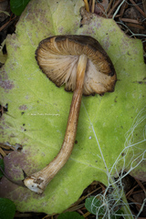Pluteus fulvibadius