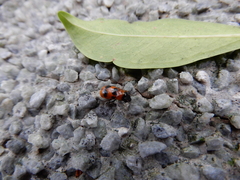 Coptocephala pallens