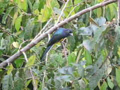 Trogon viridis