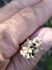 Allium brevistylum