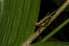 Scaria