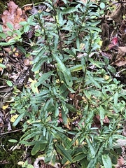 Hypericum densiflorum