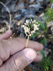 Allium brevistylum