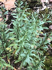 Hypericum densiflorum