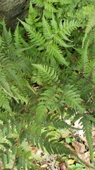 Athyrium asplenioides