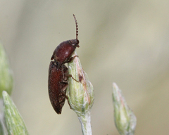 Melanotus clandestinus
