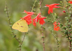 Clinopodium coccineum