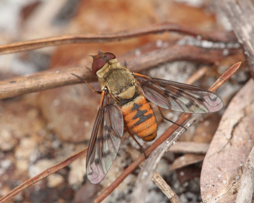 Neodiplocampta miranda Hull & Martin, 1974