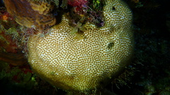 Stephanocoenia intersepta