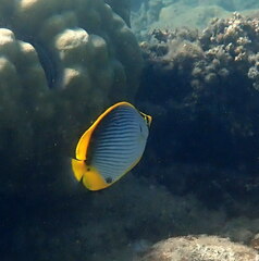 Chaetodon melannotus