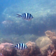Abudefduf sexfasciatus