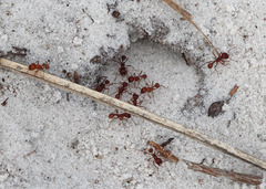 Pogonomyrmex badius
