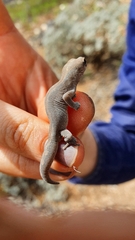 Diplodactylus vittatus