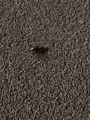 Periplaneta americana