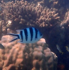 Abudefduf sexfasciatus