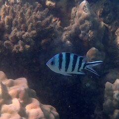 Abudefduf sexfasciatus