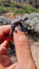 Diplodactylus vittatus