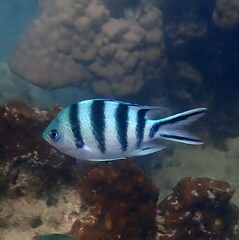 Abudefduf sexfasciatus