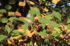 Crataegus sanguinea