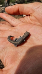 Diplodactylus vittatus