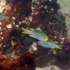 Neopomacentrus nemurus