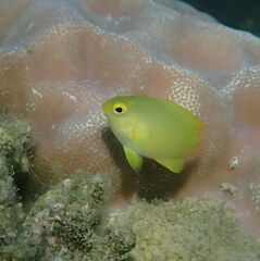 Pomacentrus moluccensis