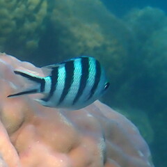 Abudefduf sexfasciatus