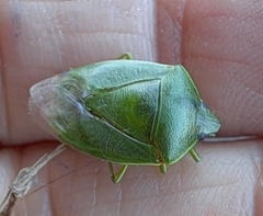 Glaucias subpunctatus