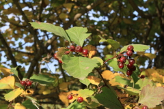 Crataegus sanguinea