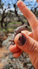 Diplodactylus vittatus