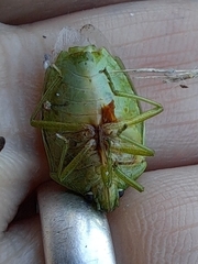 Glaucias subpunctatus