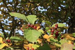 Crataegus sanguinea