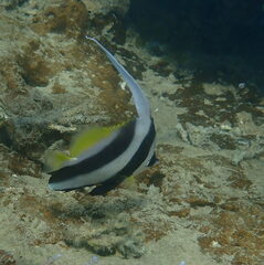 Heniochus acuminatus