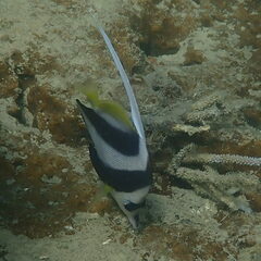 Heniochus acuminatus
