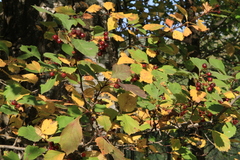 Crataegus sanguinea