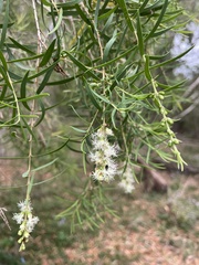 Melaleuca decora