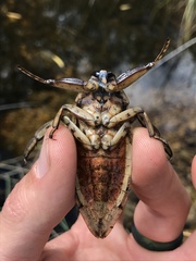 Lethocerus medius