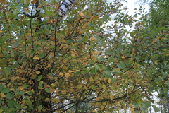 Crataegus sanguinea