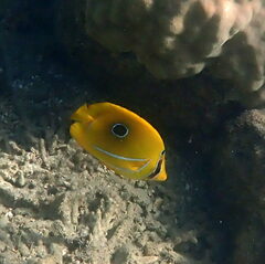 Chaetodon bennetti