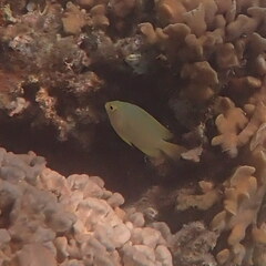 Pomacentrus moluccensis