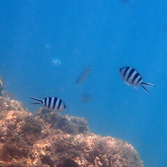 Abudefduf sexfasciatus