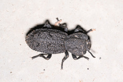 Phloeodes diabolicus