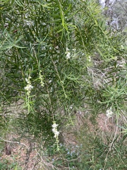 Melaleuca decora