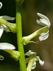 Stackhousia monogyna